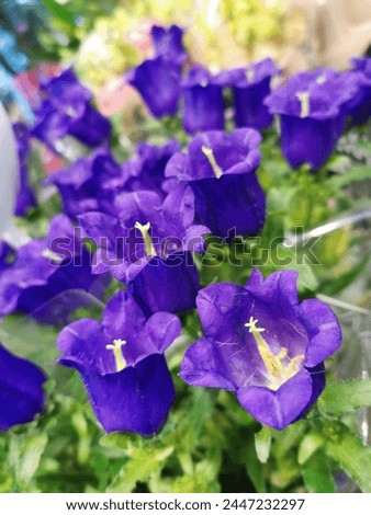 Purple Campanula medium in spring