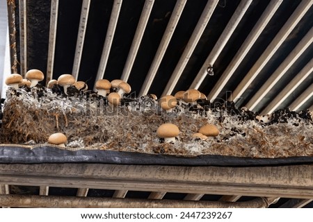 Growing of brown champignons mushrooms, mycelium grow from compost into casing on organic farm in Netherlands, food industry in Europe, close up