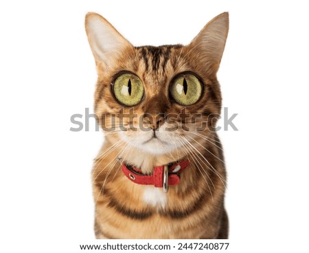 Funny cat with bulging big eyes on a white background. Bengal cat cartoon.