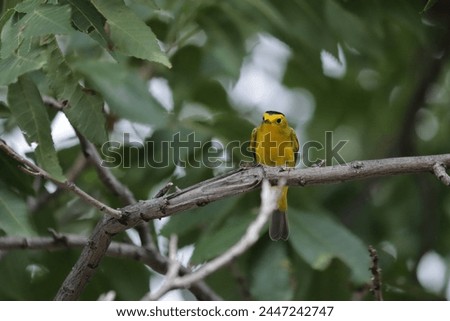 wilson's warbler, songbird, migration, spring Royalty-Free Stock Photo #2447242747