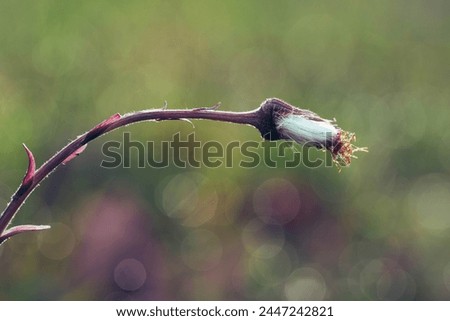 Closed Dandelion with beautiful  pastel background