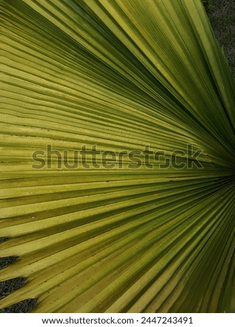 palm leaf, the blade or limbus constitutes the expanded part or leaf, and is almost always green in color. The stipe of the palm tree is the heart of palm area, the vital part of the plant.