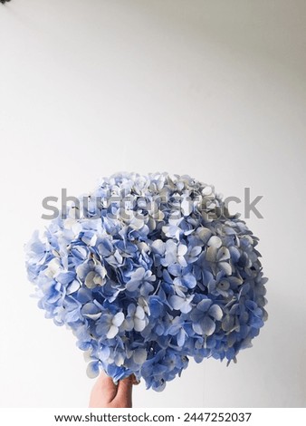 Sweet blue hortancia or hydrangeas aesthetic for wallpaper