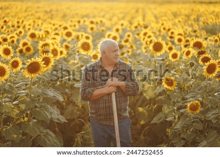 Golden Farmer A stock photo capturing the aged charm of a farmer amidst sunflowers. Sunlit Legacy Old Farmer Presence in Sunflower Fields
