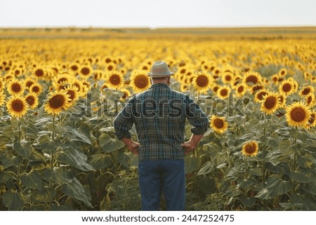 Rural Reverie An evocative photo capturing the back view of an elderly farmer immersed in a sunflower field, symbolizing wisdom and experience. back view Royalty-Free Stock Photo #2447252475