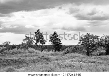 Beautiful horizon scenery in village meadow on color natural background, photography consisting of horizon scenery in meadow village at long sedge, horizon nature scenery in village meadow for animal