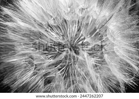 Beautiful wild growing flower seed dandelion on background meadow, photo consisting from wild growing flower seed dandelion to grass meadow, wild growing flower seed dandelion at meadow countryside Royalty-Free Stock Photo #2447262207