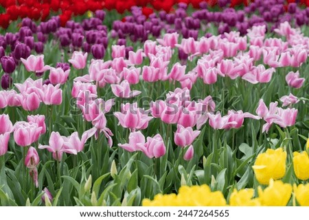 Tulipa gesneriana in Hong Kong Royalty-Free Stock Photo #2447264565