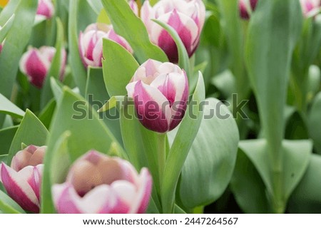 Tulipa gesneriana in Hong Kong Royalty-Free Stock Photo #2447264567