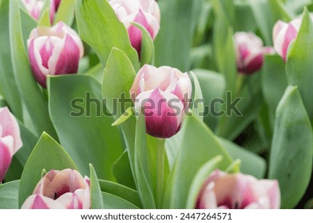 Tulipa gesneriana in Hong Kong Royalty-Free Stock Photo #2447264571