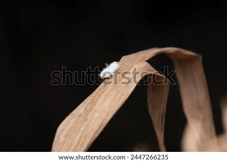 A planthopper nymph, Nilaparvata lugens, cleverly blends in with its leafy environment Royalty-Free Stock Photo #2447266235