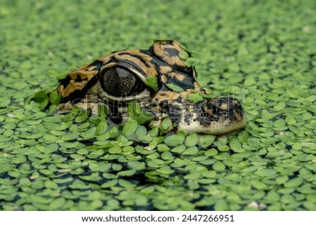 Closeup head of baby Chinese Alligator (Alligator sinensis) also known as the Yangtze Alligator. The species is a crocodilian endemic to China.  Royalty-Free Stock Photo #2447266951