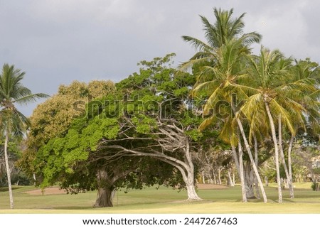 beautiful colorful park of golf resort in caribbean, bavaro punta cana melia cocotal golf club