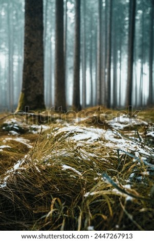forest, fog, autumn, winter, trees, leaves, snow, autumn leaves, forest path, mural