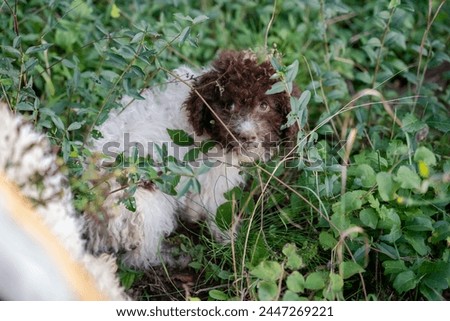 truffle dog, truffle search, italy, tuscany, tartofu, dogs, find