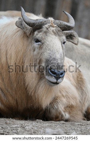Shensi takin ungulate living in the Himalayas Royalty-Free Stock Photo #2447269545