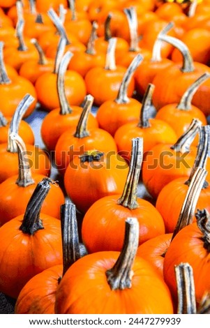 pumpkins, fruits, are ready for sale to serve as decoration but also to make soup, full of vitamins and fiber, a natural product