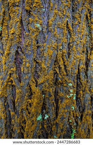 Wet moss-covered tree bark, textured and vibrant, perfect for nature-themed Royalty-Free Stock Photo #2447286683