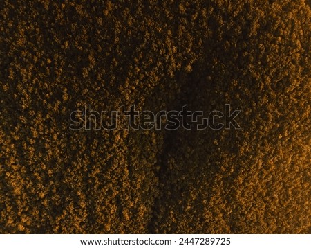 Aerial top down view of forest with warm light at sunset or sunrise