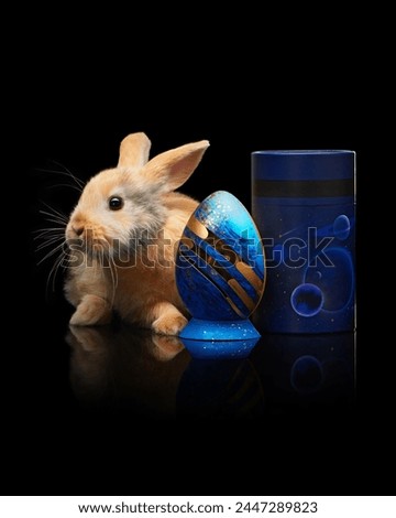 Adorable bunny with chocolate easter egg on black background with reflection