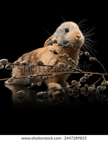 Adorable easter bunny with blooming willow branch on black background with reflection