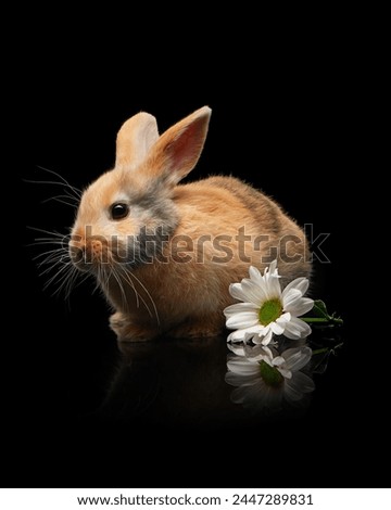 Adorable easter bunny with white chrysanthemum flower on black background with reflection