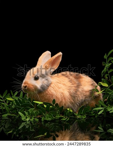 Adorable easter bunny with green branches of pistachio tree on black background with reflection