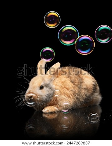 Adorable easter bunny with with soap bubbles on black background with reflection