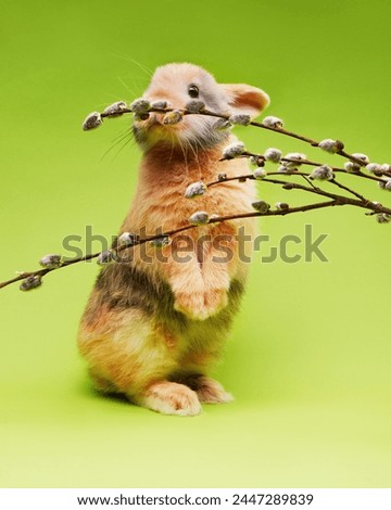 Adorable easter bunny with blooming willow branch on green background