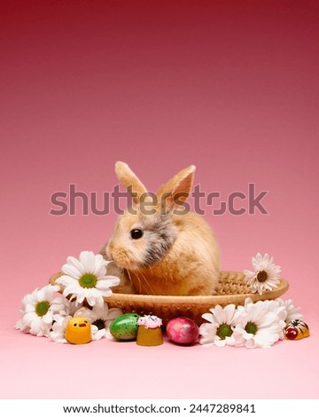 Adorable bunny in easter basket with white chrysanthemum flowers on pink background