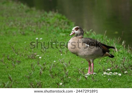 Portrait of an adult female Nile or Egyptian goose (Alopochen aegyptiaca) standing among daisies on the shore of a pond