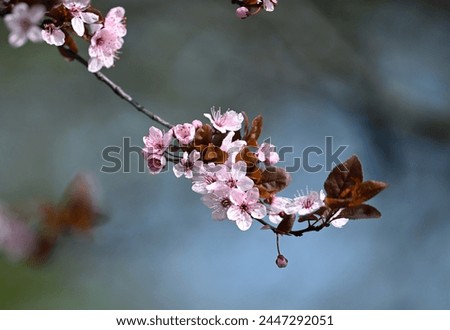 Aesthetic rose cherry blooming spring April beauty nature conservation environment education arts house decoration wallpaper picture photo frames arts peaceful photo