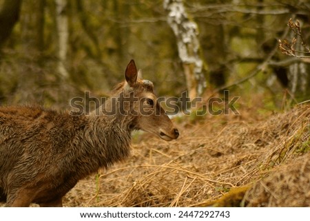 Close up picture of a deer