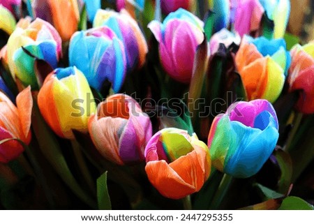 Multicoloured tulips in Keukenhof gardens Royalty-Free Stock Photo #2447295355