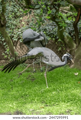 The menagerie, the zoo of the plant garden. View of a couple of Demoiselle cranes in the large aviary Royalty-Free Stock Photo #2447295991