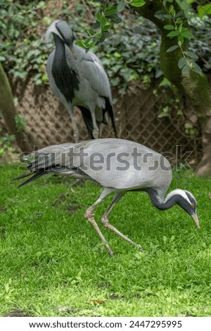 The menagerie, the zoo of the plant garden. View of a couple of Demoiselle cranes in the large aviary Royalty-Free Stock Photo #2447295995