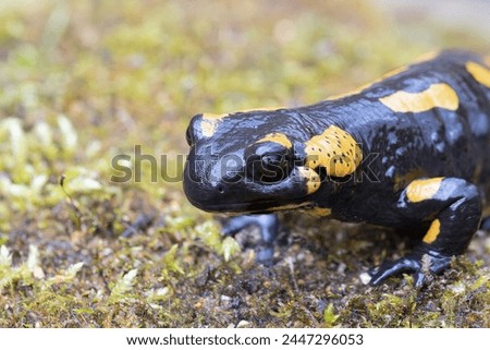 portrait of colorful fire salamander (Salamandra salamandra), image taken in natural habitat
