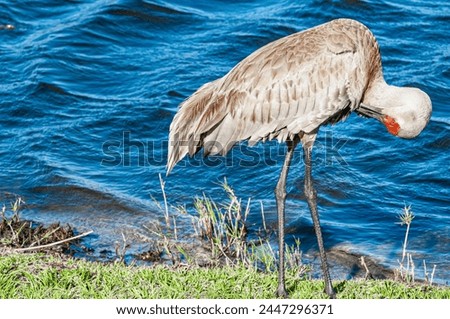 side view, medium distance of, a  Sand Hill crane, preening chest feathers, on edge of, a tropical lake, on sunny morning Royalty-Free Stock Photo #2447296371