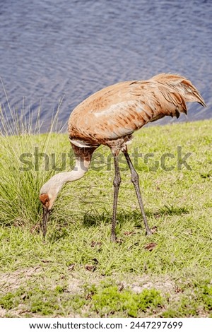 front view of, a single Sand Hill crane, searching for grubs to eat, on edge of a tropical lake, on a sunny morning Royalty-Free Stock Photo #2447297699