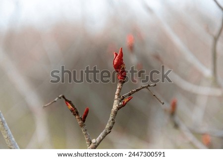 Red budding chokeberry fruit. Blurred background Royalty-Free Stock Photo #2447300591