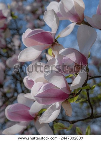 Magnolia blooming beautiful spring flowers