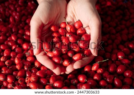 Female hands touching the fruit rose hip or rosehip. Empty space for copy paste. Backgrounds and textures. Red vibrant colors. Cinematic. Wild fruits and healthy food. Royalty-Free Stock Photo #2447303633