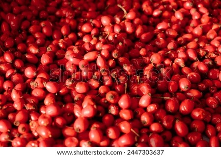 Rose hip or rosehip falling from above on the table. Empty space for copy paste. Backgrounds and textures. Red vibrant colors. Cinematic. Wild fruits and healthy food. Royalty-Free Stock Photo #2447303637