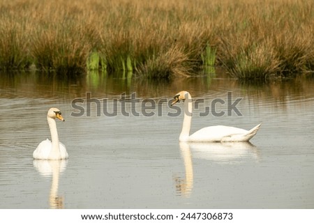 a pair of swans in love on the lake