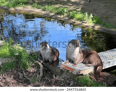 Two otters sit on the shore of an artificial pond. The otter belongs to the order of Carnivores, suborder Caniformes, family Mustelidae, subfamily Otters.