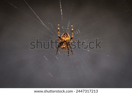A close-up of a small cross spider