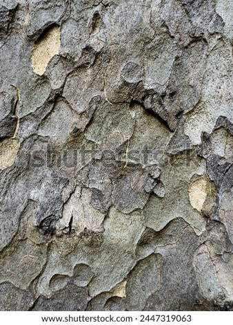 Tree bark in macro magnification, photo of tree bark for the background. Stock macro photo of the texture of tree bark. Useful for layer masks or abstract backgrounds.