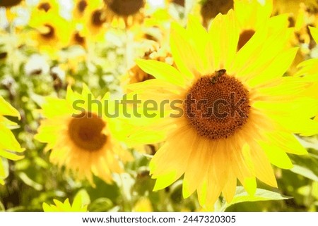 a field of blooming sunflowers against a colorful sky