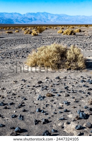 View of dry rock desert with sparse drought-resistant vegetation in Death Valley, Death Valley National Park, California Royalty-Free Stock Photo #2447324105