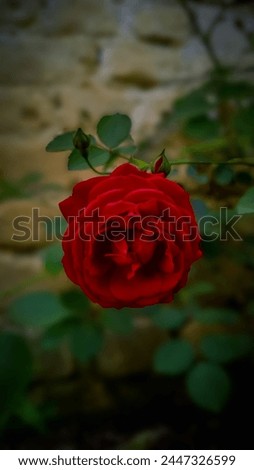 a stunning red rose, captured in full bloom with its petals elegantly unfurled. The rose is the focal point, set against a softly blurred backdrop that hints at a serene, natural setting.  Royalty-Free Stock Photo #2447326599